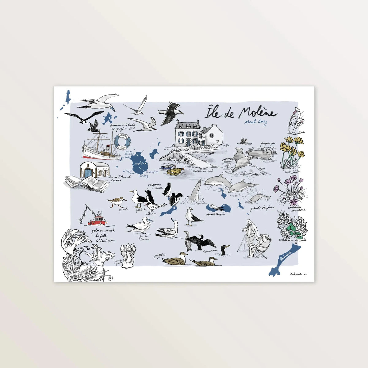 Affiche « Île de Molène » 40 x 30 cm : carte illustrée sur fond bleu gris, oiseaux, dauphins et maisons de l'île