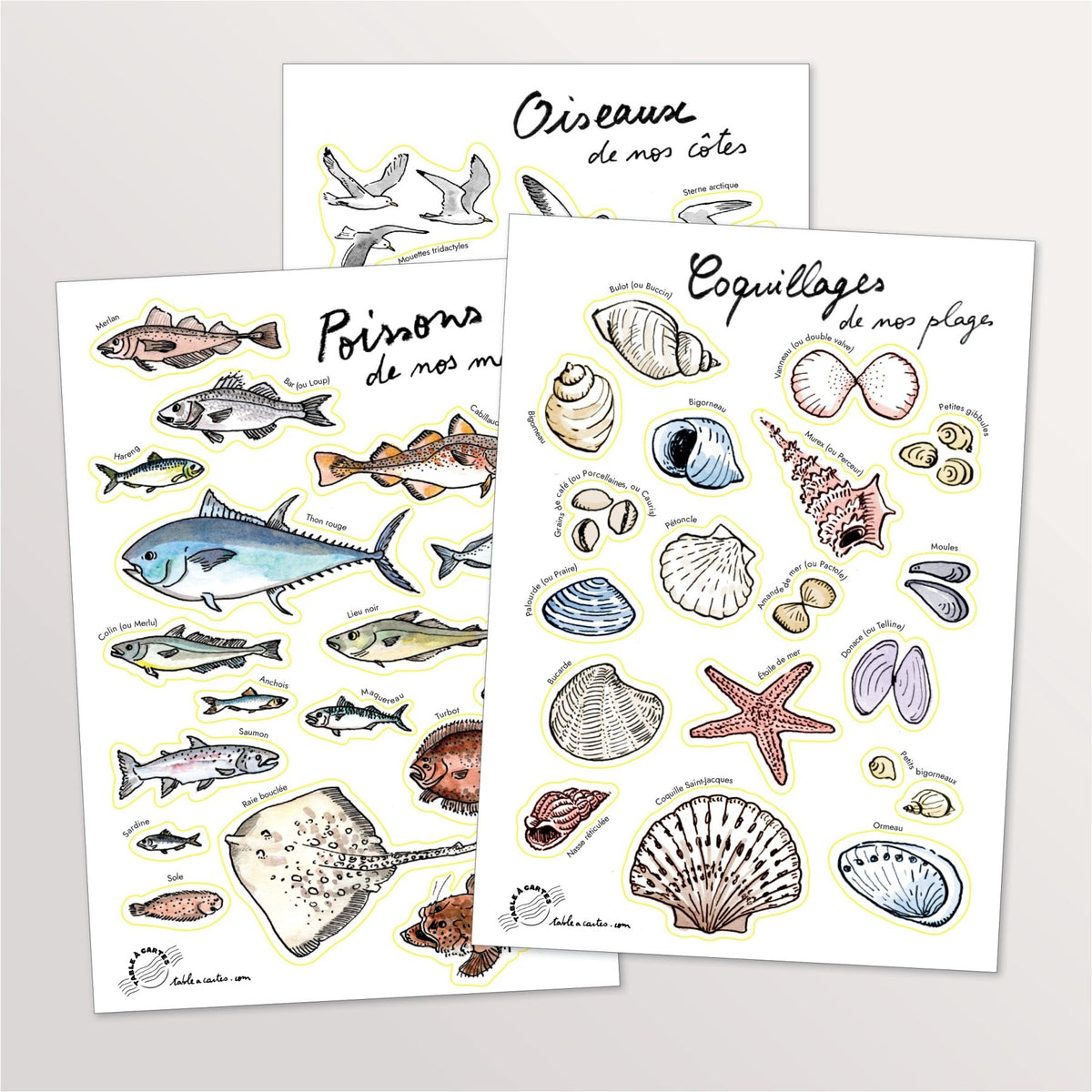 Lot de 3 planches de stickers A5 : poissons, oiseaux et coquillages du littoral