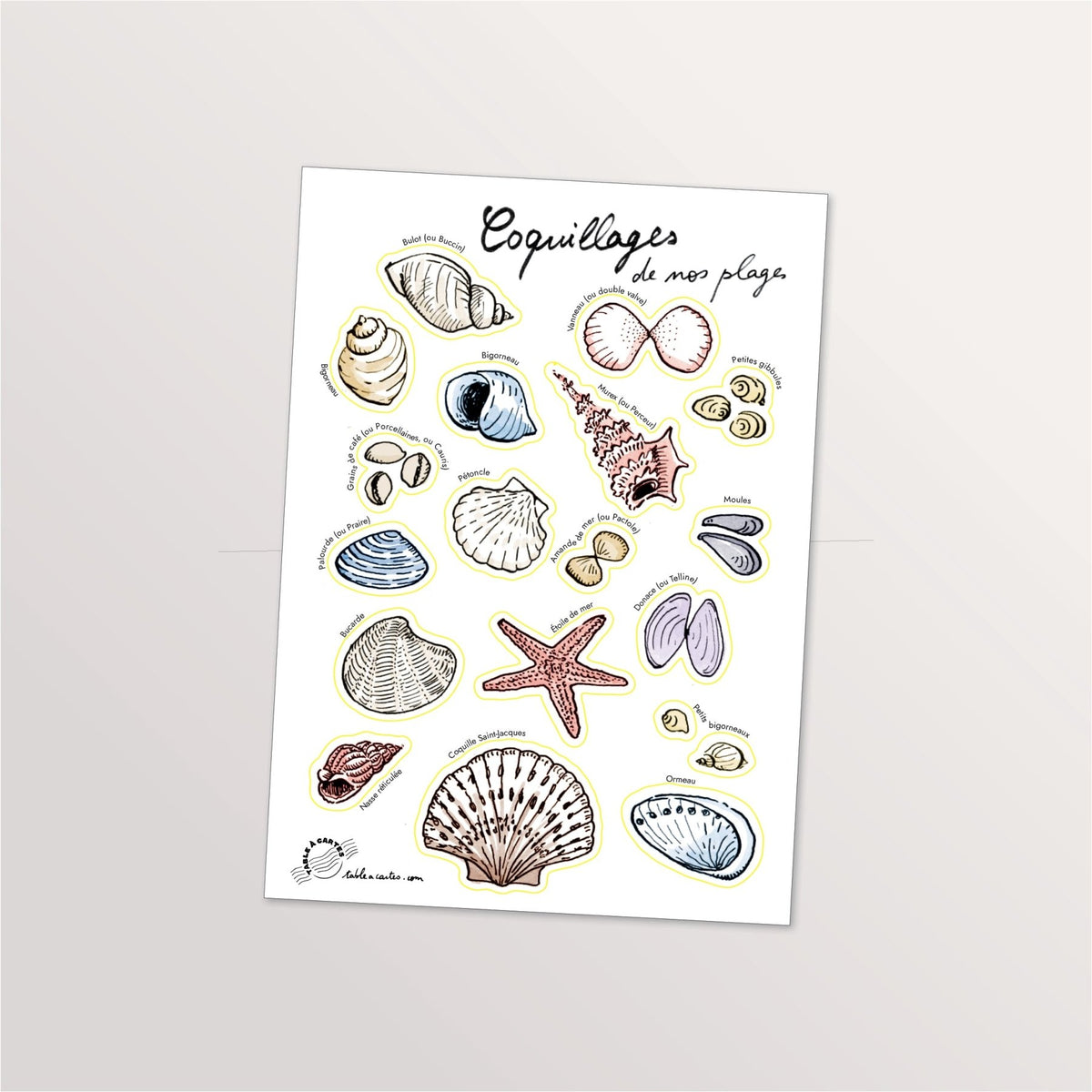 Planche de stickers A5 « Coquillages de nos plages » : coquilles Saint-Jacques, étoile de mer et bigorneaux