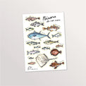 Planche de stickers A5 « Poissons de nos mers » : raie, thon, bar et poissons côtiers illustrés