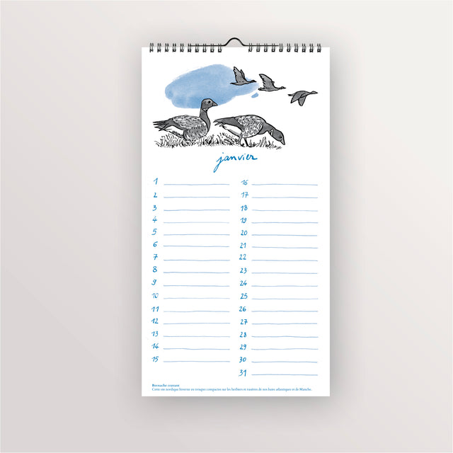Calendrier perpétuel - Oiseaux de bord de mer