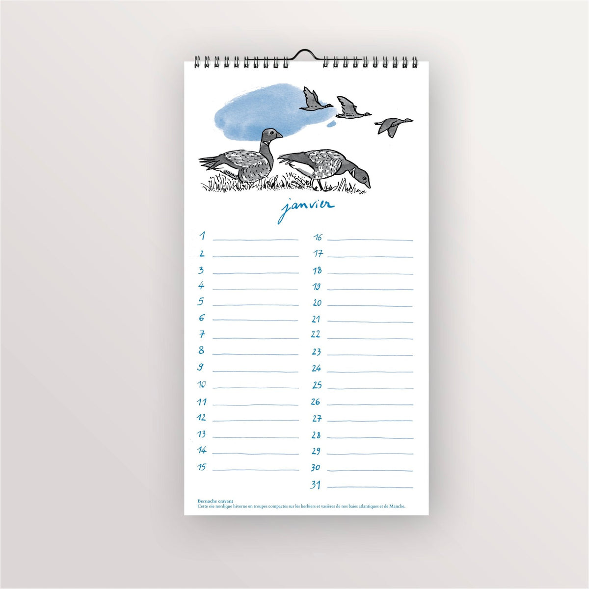 Calendrier perpétuel « Oiseaux de bord de mer » : page de janvier, bernaches en vol