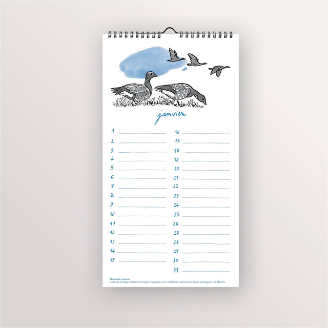Calendrier perpétuel « Oiseaux de bord de mer » : page de janvier, bernaches en vol