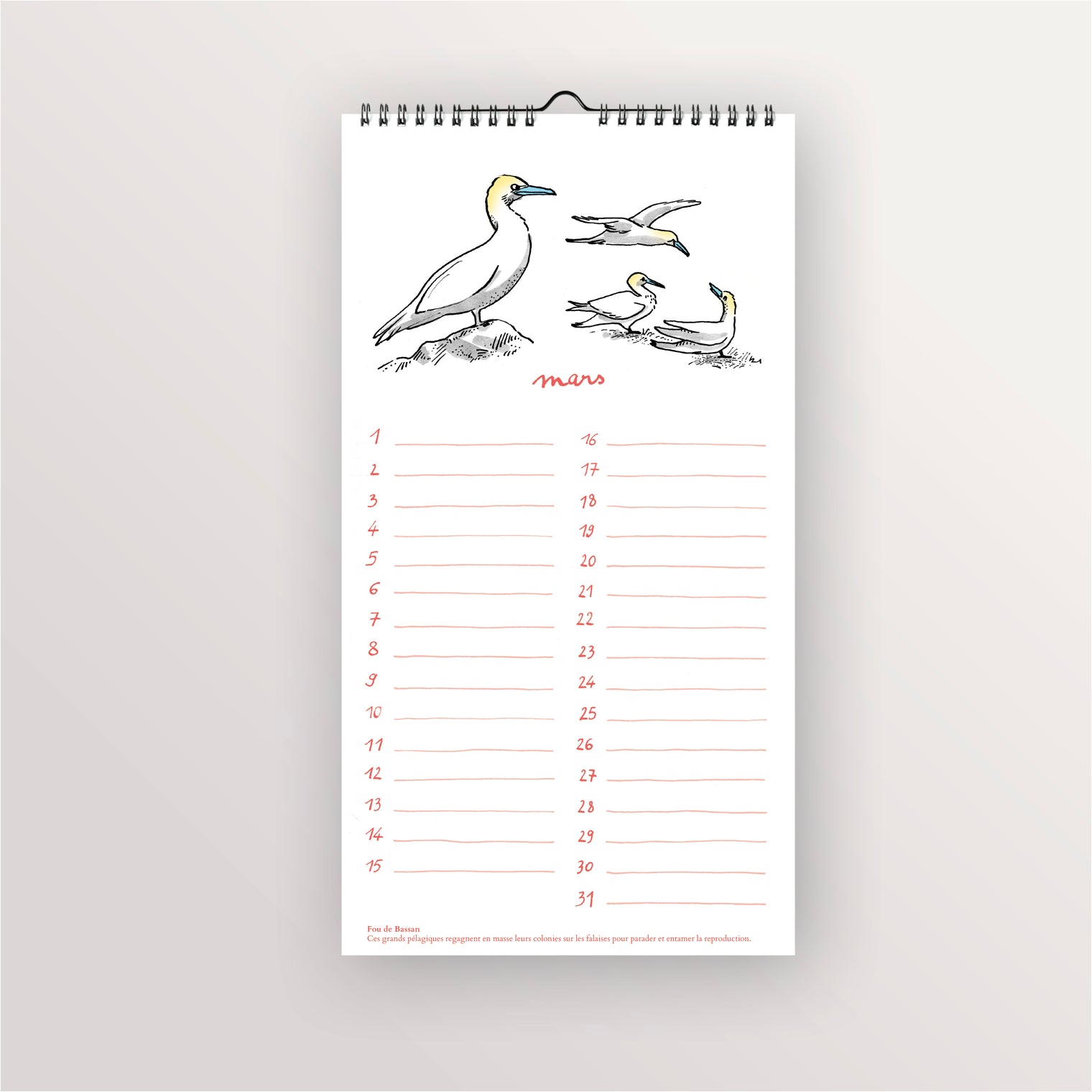 Calendrier perpétuel - fous de bassan de mars