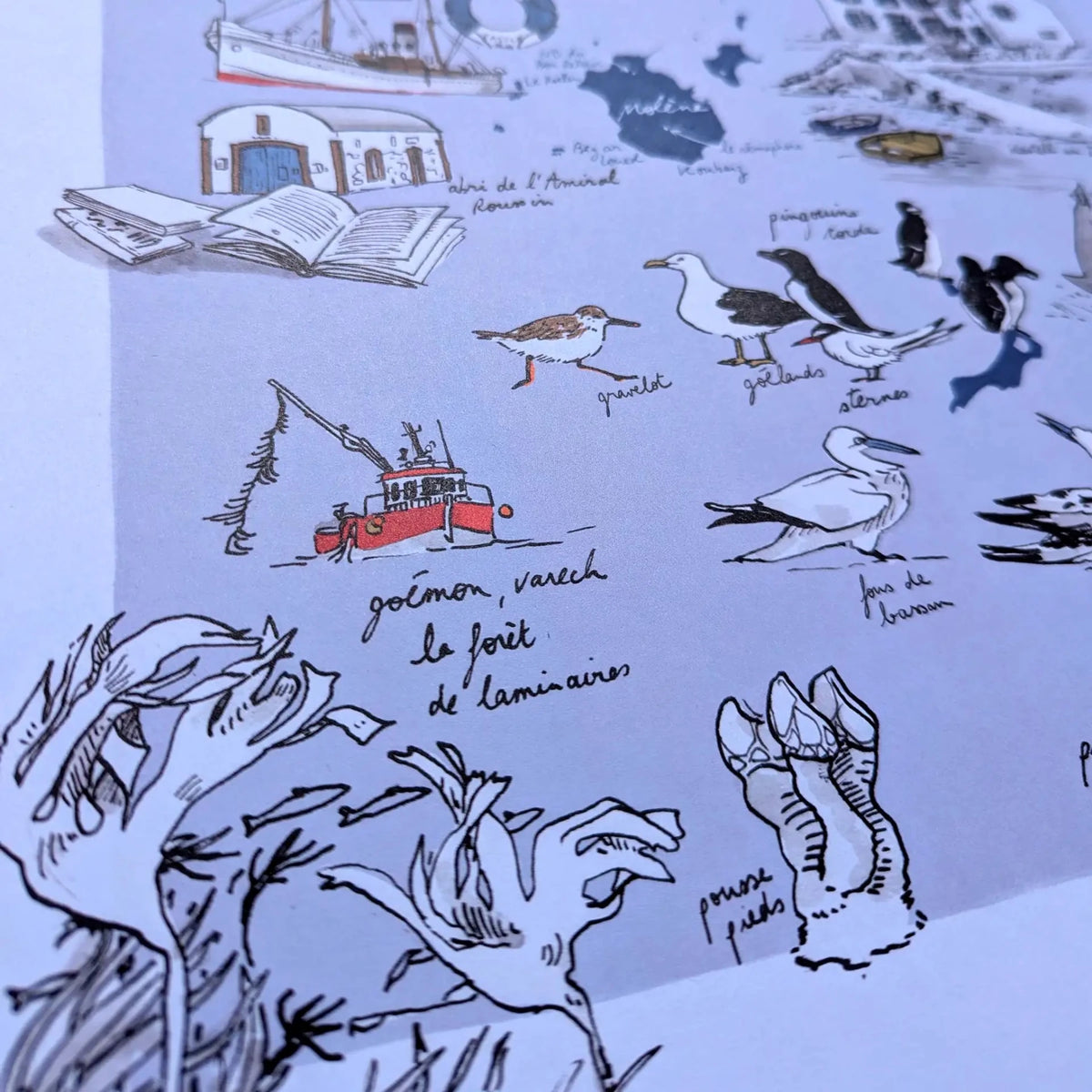 Détail de l'affiche Île de Molène : oiseaux de l'estran, goémon et forêt de laminaires dessinés à l'encre