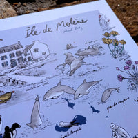 Détail de l'affiche Île de Molène : dauphins, oiseaux marins et fleurs sauvages dessinés à l'encre