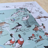 Détail de l'affiche La Baie de Somme : tadornes, avocettes, spatules et oiseaux de la baie