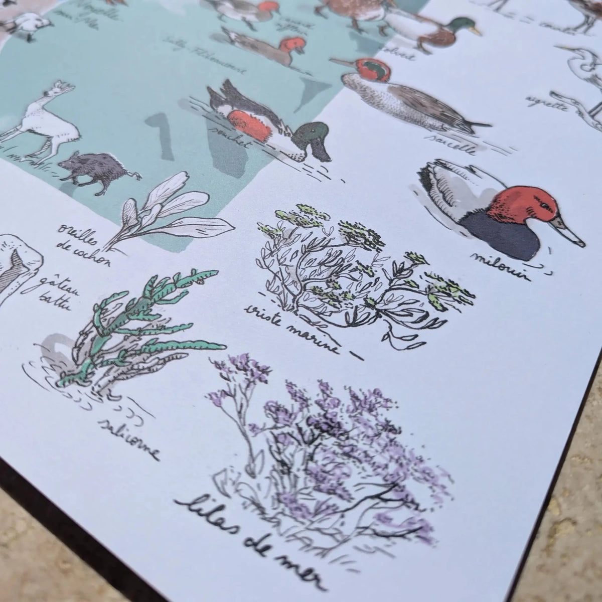 Détail de l'affiche Baie de Somme : canards, oiseaux et plantes des prés salés dessinés à l'encre