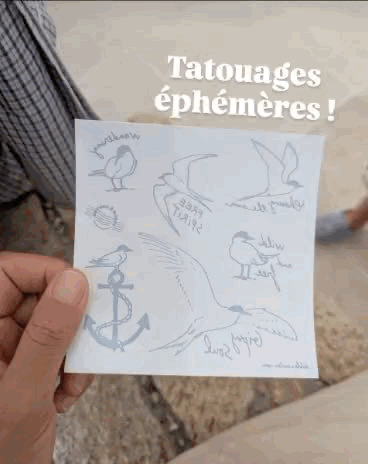 Planche de tatouages éphémères « Sternes vagabondes » tenue en main